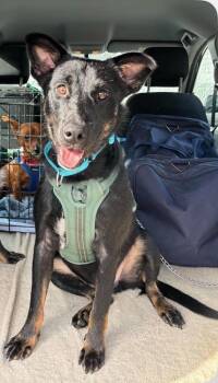 Moe -  Cattle Dog Dog for Adoption in Richmond, Maine - Moe | PetCurious