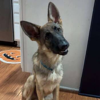 Rescue Shepherd Dogs for Adoption in Wichita, Kansas - Sergeant | PetCurious