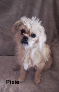 Terrier Dogs Available for Adoption in Colorado Springs, Colorado - Pixie | PetCurious