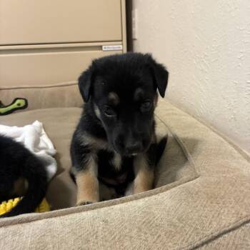 Babette -  Doberman Pinscher and Mixed Breed Dog for Adoption in Austin, Texas - Babette | PetCurious