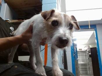 KIRBY -  Parson Russell Terrier and Mixed Breed Dog for Adoption in Albuquerque, New Mexico - KIRBY | PetCurious