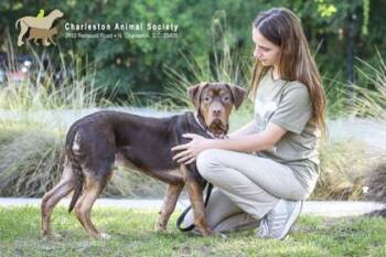 Labrador Retriever and Mixed Breed Dogs Available for Adoption in North Charleston, South Carolina - 92702a Gus | PetCurious