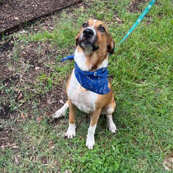 Boots -  American Foxhound and Shepherd Dog for Adoption in San Antonio, Texas - Boots | PetCurious