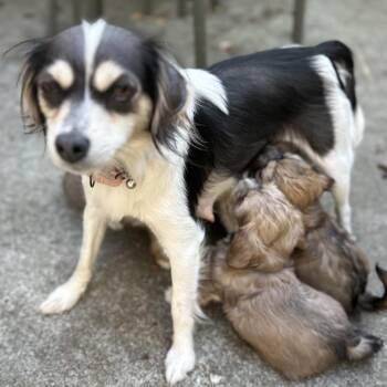 PURPLE HAZE -  Terrier and Mixed Breed Dog for Adoption in Richmond, California - PURPLE HAZE | PetCurious
