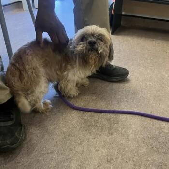 Waffles -  Shih Tzu Dog for Adoption in Brentwood, Missouri - Waffles | PetCurious