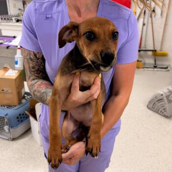 Doberman Pinscher Dogs Available for Adoption in Indianapolis, Indiana - Frenchy | PetCurious