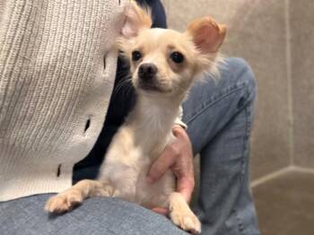 ANASAZI -  Chihuahua and Mixed Breed Dog for Adoption in Santa Rosa, California - ANASAZI | PetCurious