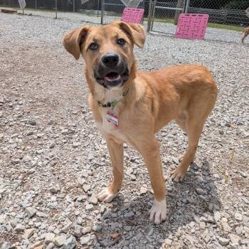 Shepherd Dogs Available for Adoption in Wake Forest, North Carolina - Christina | PetCurious