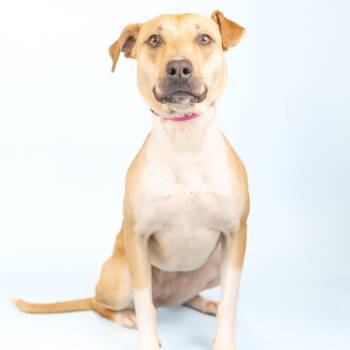 Mixed Breed Dogs Available for Adoption - Muneca | PetCurious