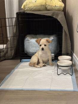 Maltese and Chihuahua Dogs Available for Adoption - Waffle | PetCurious