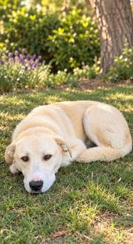 Maverick -  Labrador Retriever Dog for Adoption in Wilton, California - Maverick | PetCurious