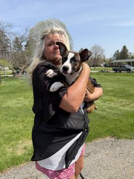 Pit Bull Terrier Dogs Available for Adoption in St. Clair Shores, Michigan - Rocky | PetCurious