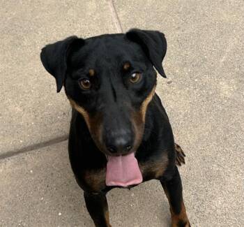 JAZZ -  Terrier and Mixed Breed Dog for Adoption in Martinez, California - JAZZ | PetCurious