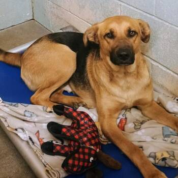 Mixed Breed Dogs Available for Adoption - Marshall | PetCurious