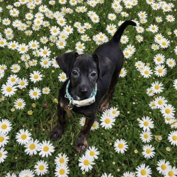 Kaeleigh. ADOPT PENDING -  Chiweenie Dog for Adoption in Union Grove, Wisconsin - Kaeleigh. ADOPT PENDING | PetCurious