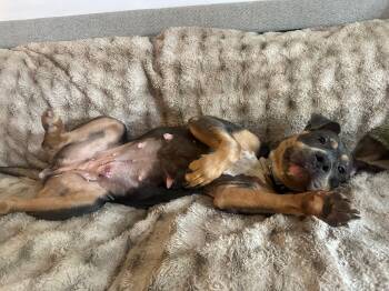 Pit Bull Terrier Dogs Available for Adoption in Jersey City, New Jersey - PB & J | PetCurious