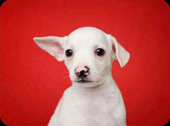 Alberto -  Chihuahua and Rat Terrier Dog for Adoption in Humble, Texas - Alberto | PetCurious