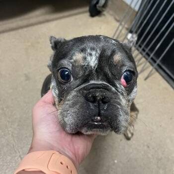 Nanner -  Mixed Breed Dog for Adoption in Chattanooga, Tennessee - Nanner | PetCurious