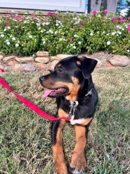 Bruno -  Rottweiler Dog for Adoption in Fort Mill, South Carolina - Bruno | PetCurious