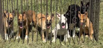MONROE -  German Shepherd Dog and Border Collie Dog Available for Adoption in Sebec, Maine - MONROE | PetCurious