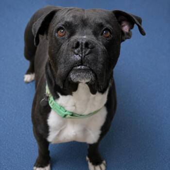 Boxer and Mixed Breed Dogs Available for Adoption in Riverside, California - Hendrix | PetCurious