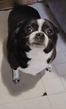 Pomeranian and Chihuahua Dogs Available for Adoption in VERNON ROCKVL, Connecticut - Courtesy Post - Baylor | PetCurious