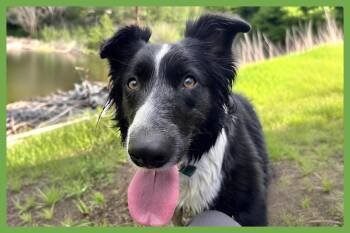 Border Collie Dogs Available for Adoption in Amherst, Massachusetts - Inti | PetCurious