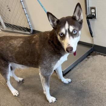 Rosie -  Mixed Breed Dog for Adoption in Las Cruces, New Mexico - Rosie | PetCurious