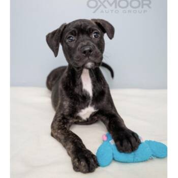Mixed Breed Dogs Available for Adoption in Springboro, Ohio - Yika | PetCurious