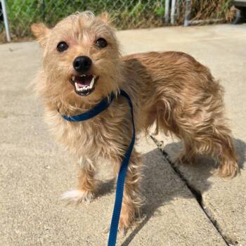 Buster -  Mixed Breed Dog for Adoption in Owosso, Michigan - Buster | PetCurious