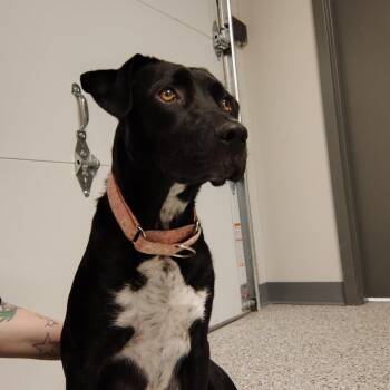 Black Labrador Retriever Dogs Available for Adoption - Mimi | PetCurious