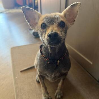 Chihuahua Dogs Available for Adoption in Richmond, Virginia - Pee Wee | PetCurious