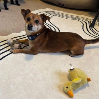 Chihuahua and Dachshund Dogs Available for Adoption - Vinny | PetCurious