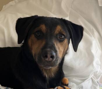 Flint Funny -  Yellow Labrador Retriever and Black And Tan Coonhound Dog for Adoption in Andover, Massachusetts - Flint Funny | PetCurious