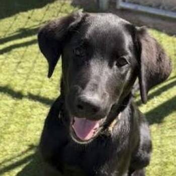 November -  Labrador Retriever and Golden Retriever Dog for Adoption in Agua Dulce, California - November | PetCurious