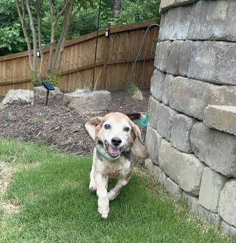 Beagle Dogs Available for Adoption in Conway, South Carolina - Roskoe - Happy Senior Boy Seeks Forever Home! | PetCurious