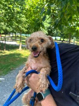 Lucki -  Mixed Breed Dog for Adoption in Myerstown, Pennsylvania - Lucki | PetCurious