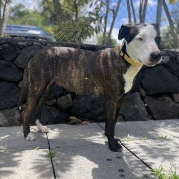 Mixed Breed Dogs Available for Adoption in Keaau, Hawaii - AIR-Stray-13048 | PetCurious