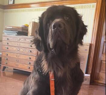 Newfoundland Dog Dogs Available for Adoption - Sable | PetCurious