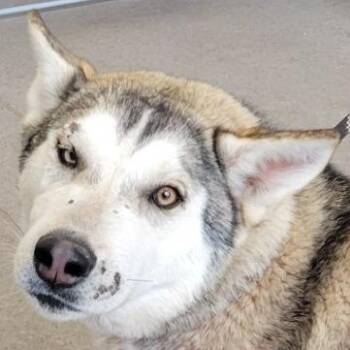 Mixed Breed Dogs Available for Adoption - Skadi | PetCurious