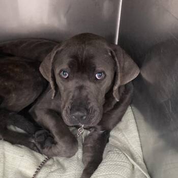 Mixed Breed Dogs Available for Adoption - Jos Scarborough | PetCurious