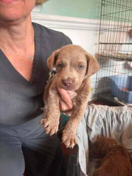Macaroni -  Labrador Retriever and Boykin Spaniel Dog for Adoption in Statesboro, Georgia - Macaroni | PetCurious