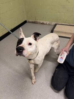 Pit Bull Terrier Dogs Available for Adoption - ROCKET | PetCurious