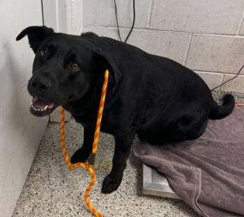 Labrador Retriever and Mixed Breed Dogs Available for Adoption in Kansas City, Missouri - Jehosophat | PetCurious