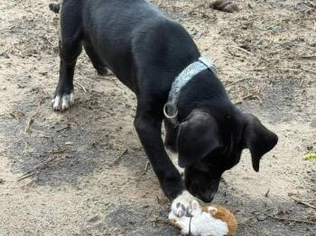 Mixed Breed Dogs Available for Adoption in Wyoming, Michigan - Max | PetCurious