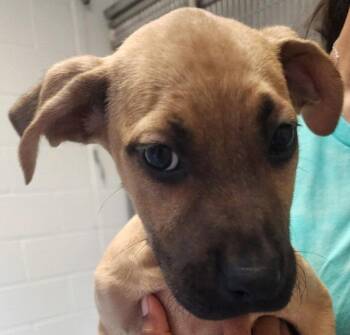 Cabbage -  Terrier Dog for Adoption in Hilton Head Island, South Carolina - Cabbage | PetCurious