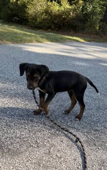 Lance (puppy) -  Mixed Breed Dog for Adoption in Sumter, South Carolina - Lance (puppy) | PetCurious