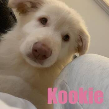 Kookie -  Shepherd and Great Pyrenees Dog for Adoption in Ellicott City, Maryland - Kookie | PetCurious
