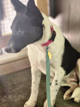 Nova -  Australian Cattle Dog Blue Heeler and Border Collie Dog for Adoption in Paso Robles, California - Nova | PetCurious