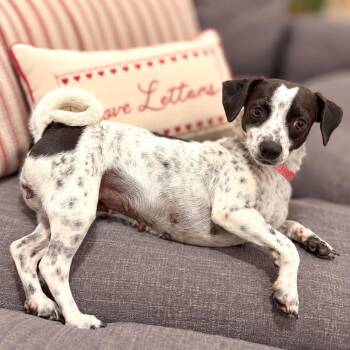 Gia -  Rat Terrier and Chihuahua Dog for Adoption in Boerne, Texas - Gia | PetCurious